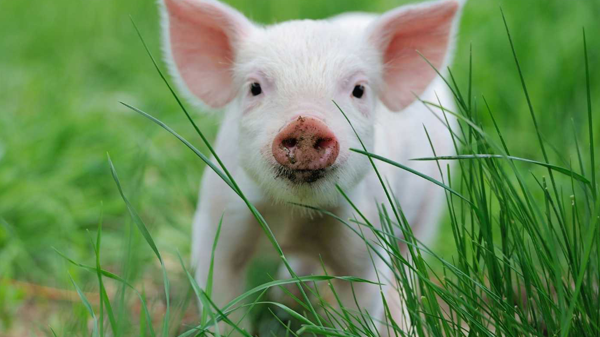 Livestock Microbes